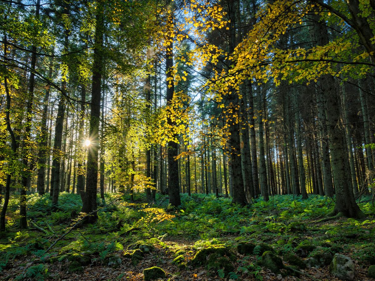 Untitled-1_0007_iStock-517309476 Untitled-1_0007_iStock-517309476
